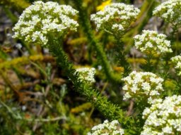 Selago corymbosa flowers